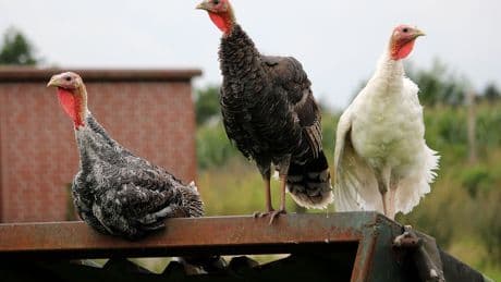 Una granja de pavos en Badajoz declara un brote de gripe aviar tras dos años sin casos en España