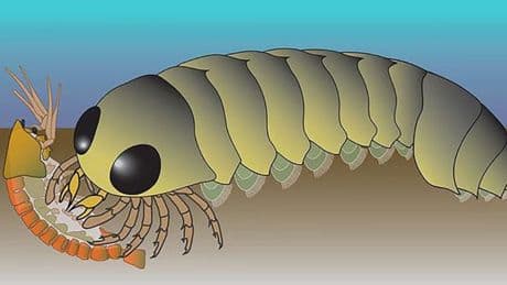 Spiders may have originated in the ocean before adapting to live on land