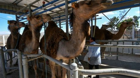 Tunisie : le lait de chamelle, un potentiel « or blanc » en demande croissante