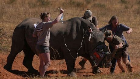 South Africa starts injecting rhino horns with radioactive material to curb poaching