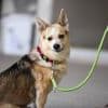 Hunde-Shows und Führungen: Tierheim Berlin lädt zum Tag der offenen Tür ein
