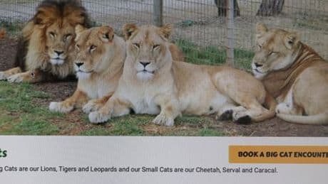 Zoo in Australien: Frau verliert Arm bei Löwenangriff