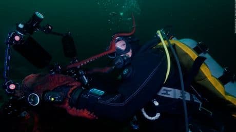 Knuddel-Alarm auf dem Meeresboden - Riesen-Oktopus kuschelt mit Taucher