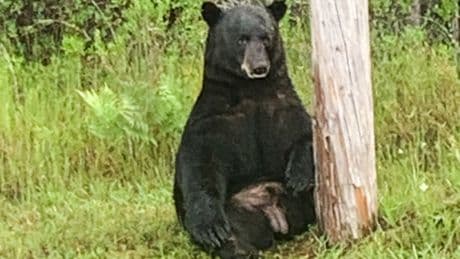 Man and dog killed in suspected bear attack in Florida woods