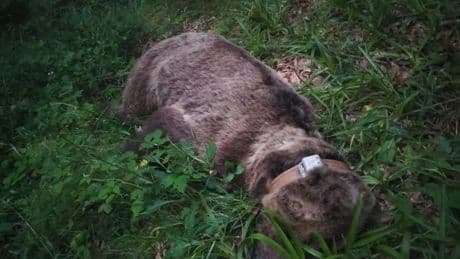 Hallado muerto un oso adulto radiomarcado por la Junta de Castilla y León