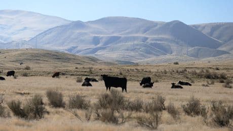 Hells Bells! America’s cattle farms are being protected by AC/DC