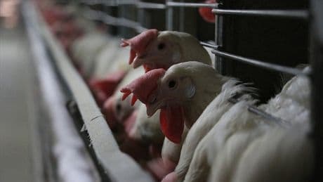Brezilya’da ticari kümes hayvanlarında ilk kuş gribi vakası