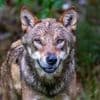 In Naturgebiet: Behörden: Wolf beißt Jungen in den Niederlanden