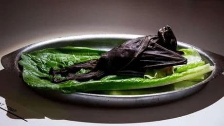 Tiburón orinado o queso con larvas de mosca: el restaurante más asqueroso del mundo llega a España