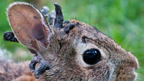 Rabbits With Hornlike Growths Are Hopping Around Colorado. Are They OK?