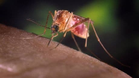 West Nile, seconda vittima nel Lazio