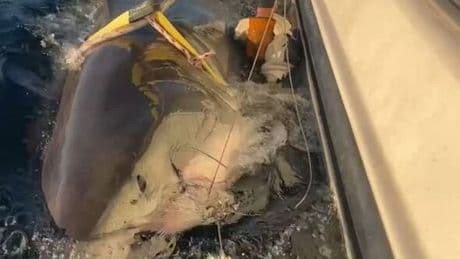 ‘World’s biggest’ great white shark heading for popular beaches as urgent warning issued