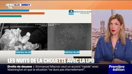 LES NUITS DE LA CHOUETTE - En Vendée, les envols de chouettons se multiplient