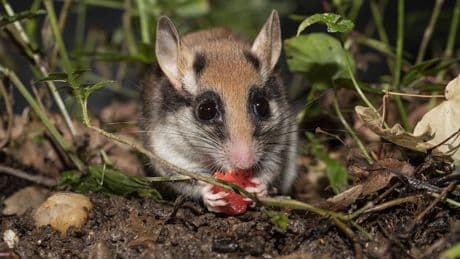 Und leeren die Spendenkasse - Einbrecher töten süße Nagetiere in Zoo
