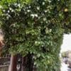 Grapefruit tree planted on London street given protected status