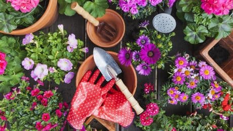 Stauden kaufen wie ein Profi: Diese Experten-Tipps sollten Sie kennen
