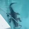 Terrifying moment 7-foot alligator twirls into 'death spiral' as Florida cops try to wrestle it from backyard pool