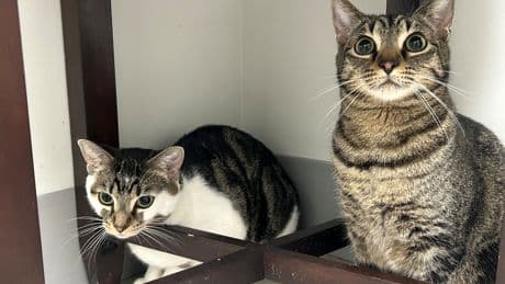 Global Okanagan’s Adopt A Pet