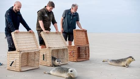 Zurück im Meer: Erste aufgepäppelte Seehunde ausgewildert
