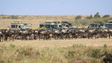 Tierwanderung: Spektakuläre Wanderung der Gnus - Sorge vor Übertourismus