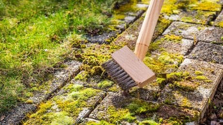 Experten-Tipp vom Ökologen: Warum Sie Moos im Garten besser lassen statt bekämpfen
