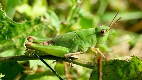 ¿Por qué las alas del insecto son tan resistentes?