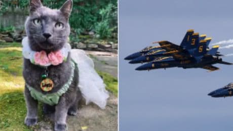 Seattle woman sues Blue Angels claiming the military jets traumatized her dying cat