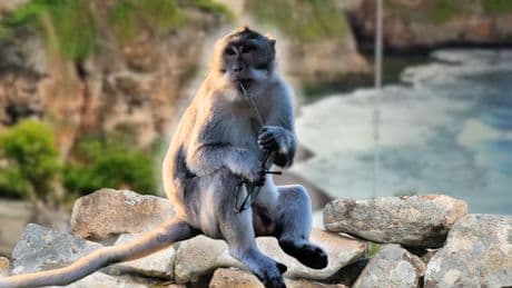 Une mangue contre un téléphone : à Bali, les macaques perfectionnent l’art du troc