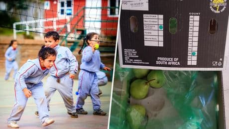 Aragón quería que sus niños comiesen más fruta en el colegio. Así que fue a buscarla a 10.000 kilómetros de distancia