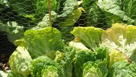 How to grow Asian vegetables in your garden, from pak choi to Chinese cabbage