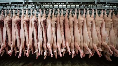 Tiermedizin-Studium: Das Schlachthofpraktikum ist Pflicht: "Man muss abstumpfen, sonst hält man das nicht durch"
