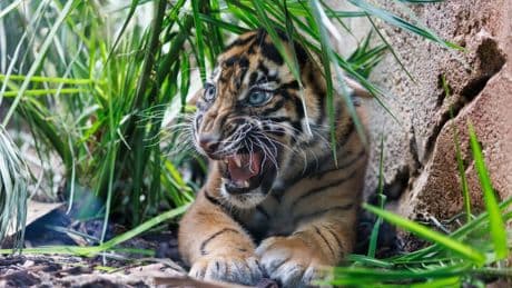 Frankfurter Zoo: Tigerbabys Rasmi und Mandala verzücken Besucher
