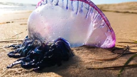 ¿Por qué las carabelas portuguesas están invadiendo el Cantábrico? La razón más allá del cambio climático