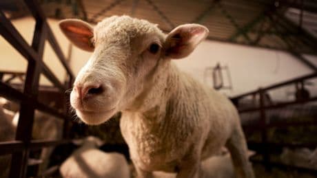 El Gobierno aprieta a los ganaderos con nuevas obligaciones y costes por el bienestar animal