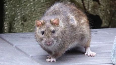 Homemade spray keeps rats away from your garden without using chemicals