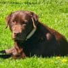 Al een dikke maand zoek na ongeluk in Barneveld: vermagerde hond Shadow dwaalt rond in Utrecht