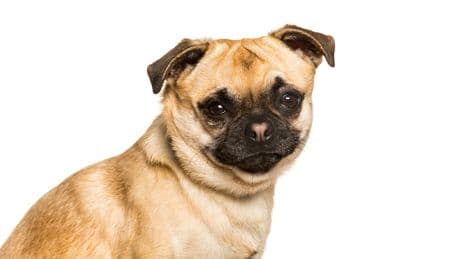 Machen Sie den Test - Welcher Hund passt zu mir?