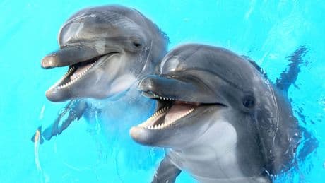 KI entschlüsselt Delfin-Sprache