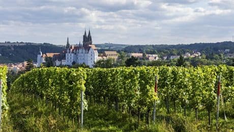 Besitzer von sächsischem Weingut wehren sich gegen Video mit AfD-Politikerin