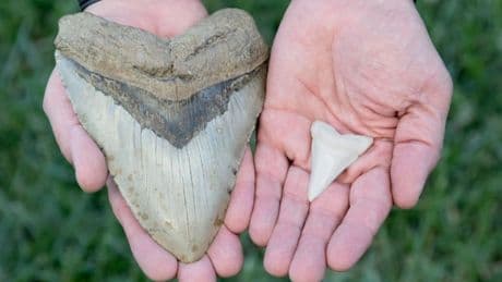 Largest Shark To Ever Swim In Our Oceans Was Not A Picky Eater