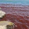 Biblical sea turns blood red sparking apocalyptic fears God's plagues have returned
