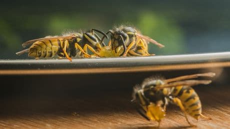 Seltsames Verhalten? Darum fliegen Wespen gezielt ins Gesicht