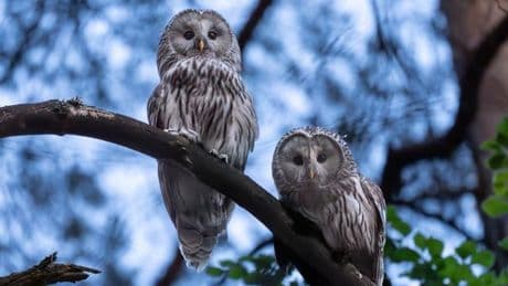 Tierschutzprojekt: Erneut Habichtskauz-Brut in Nordostbayern