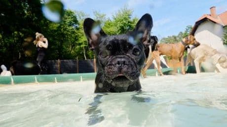 Urlaub für den Hund: Wie Haustierbesitzer im Urlaub ihre Vierbeiner betreuen lassen