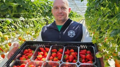 Fine weather helps produce glut of British-grown strawberries in time for Easter