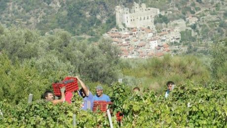 Lo Spectator loda i vini della Liguria: “Versatili e dalla forte identità”