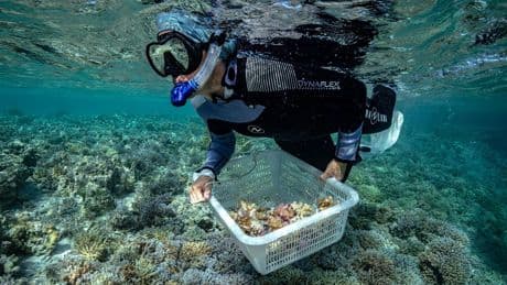Les «super coraux» de l’atoll français de Tatakoto, un espoir pour la sauvegarde des récifs