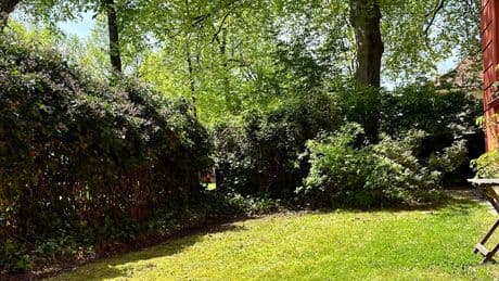 Immergrüne Rasen-Alternativen für den eigenen Garten