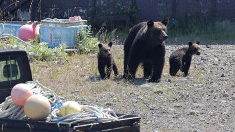 Après une attaque mortelle d’ours, l’île japonaise de Hokkaido sous le choc
