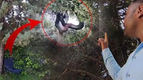 Devasa yılanın beslenme saati: Ağaçtan tuhaf sesler geldiğini duydu, gördüğü manzarayla dehşete kapıldı